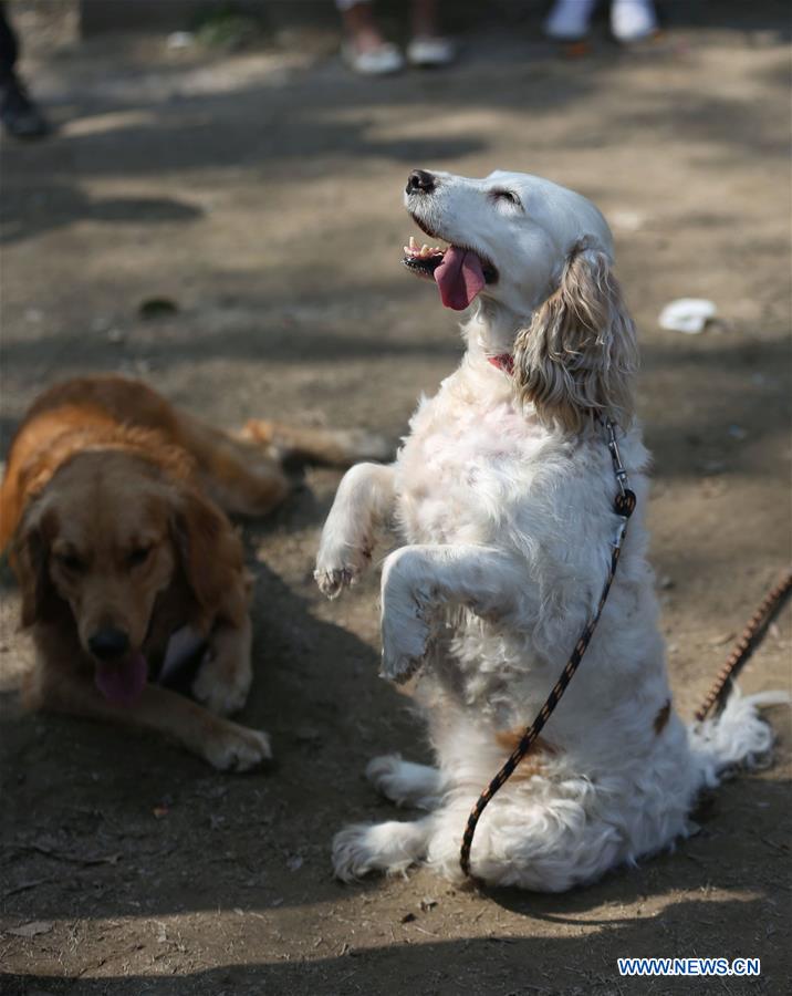 NEPAL-KATHMANDU-DOG SHOW