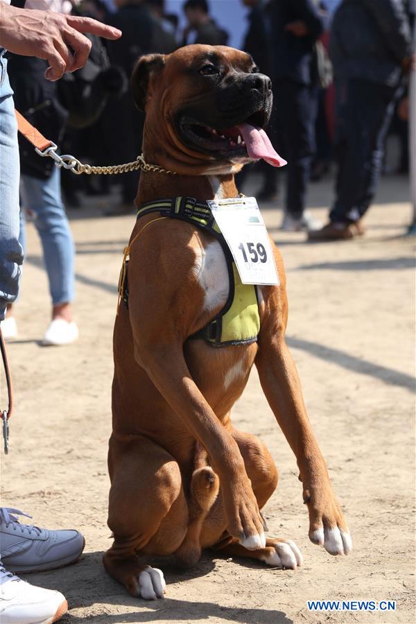 NEPAL-KATHMANDU-DOG SHOW