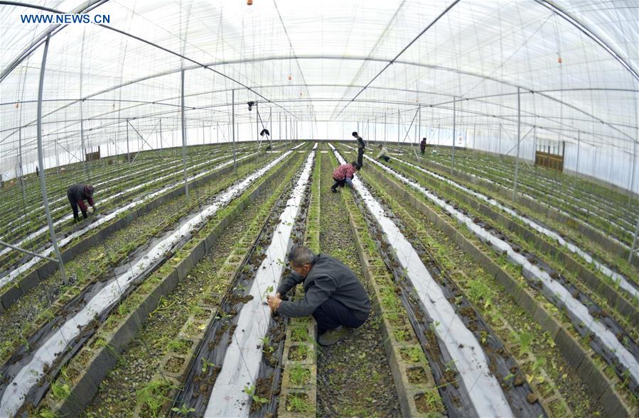 #CHINA-SPRING-AGRICULTURE (CN)