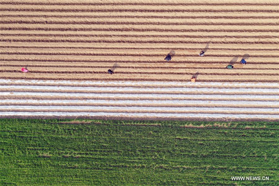 #CHINA-JINGZHE-FARM WORK