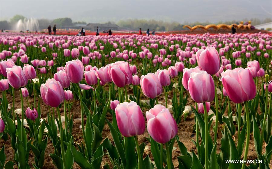 CHINA-HENAN-HOT SPRING TOWN-TULIPS (CN)