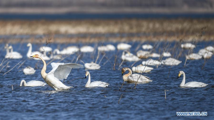 CHINA-LIAONING-RESERVOIR-SWANS (CN)