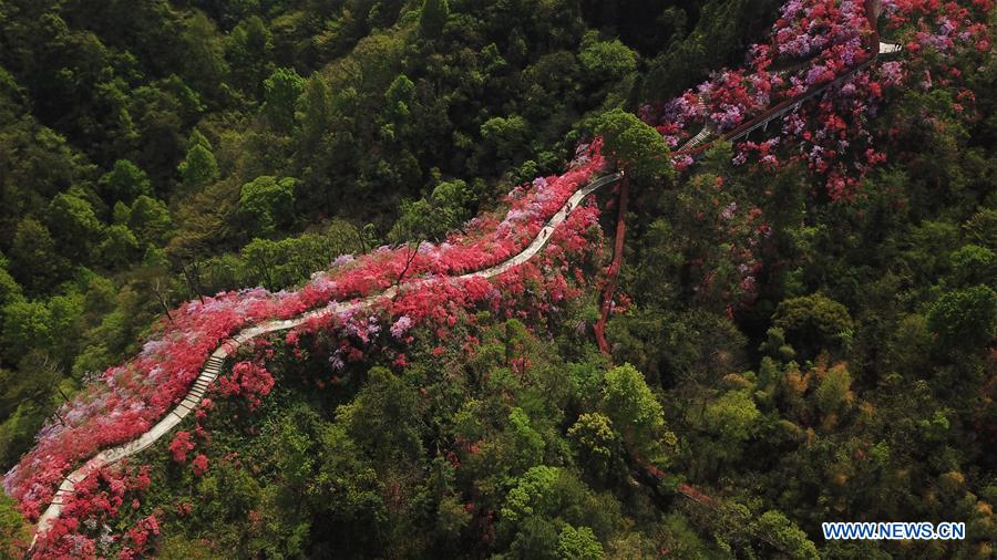 CHINA-ANHUI-YUEXI-AZALEA (CN)