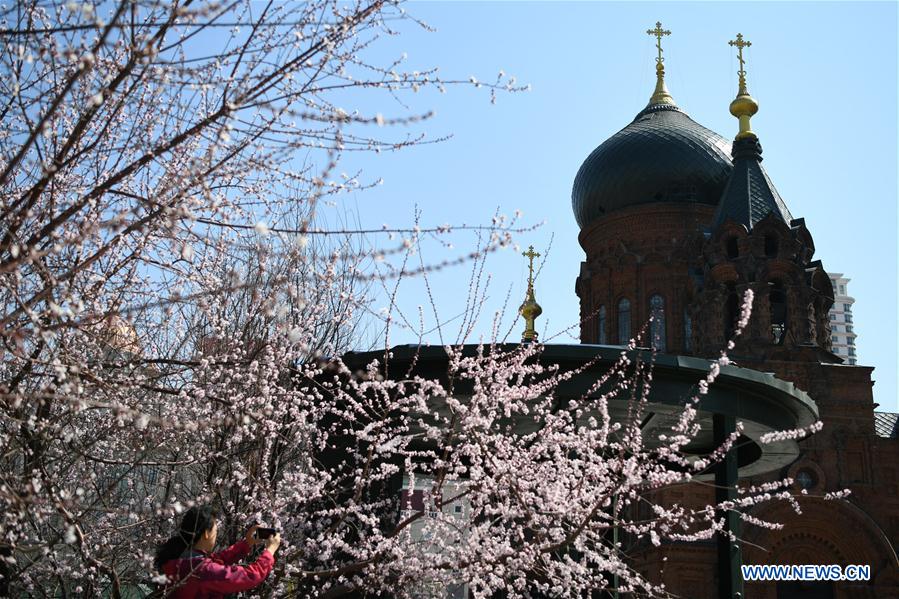 CHINA-HARBIN-SPRING (CN)