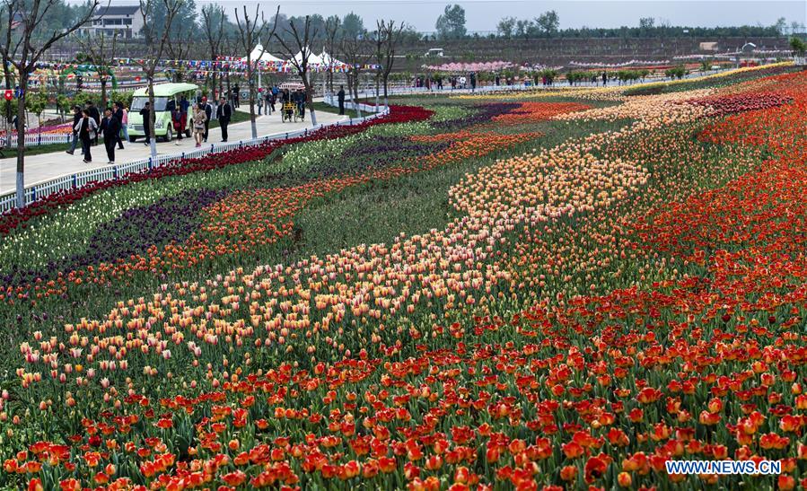 CHINA-SHAANXI-LUONAN-TULIP-TOURISM(CN)