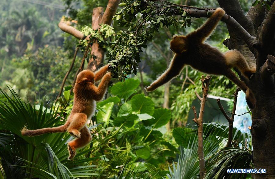 CHINA-GUANGZHOU-GOLDEN SNUB-NOSED MONKEY-NEWBORN (CN)