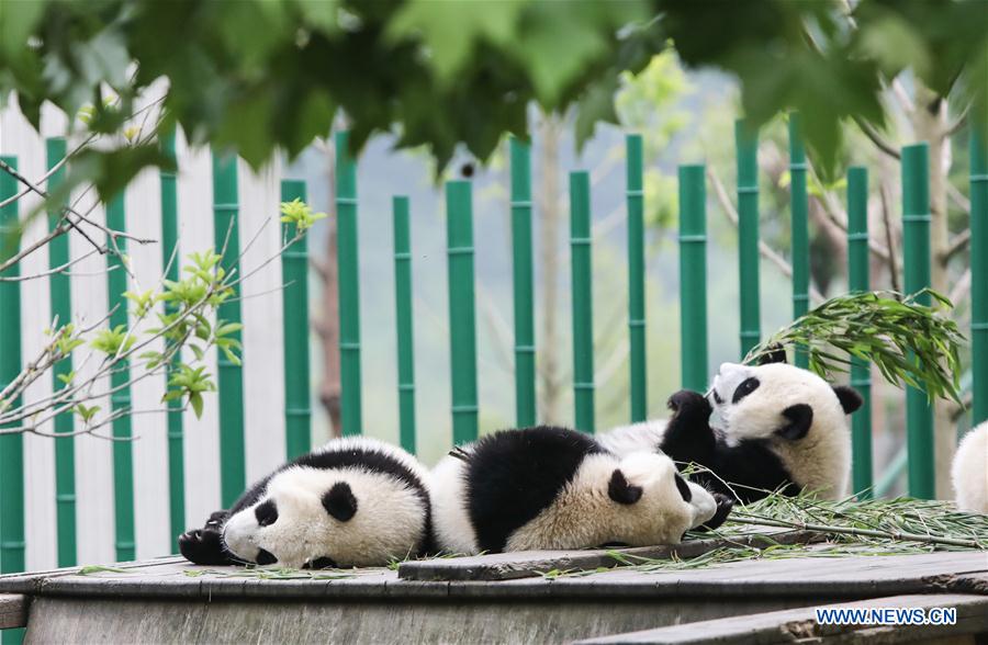 CHINA-SICHUAN-WOLONG-GIANT PANDA KINDERGARTEN (CN)