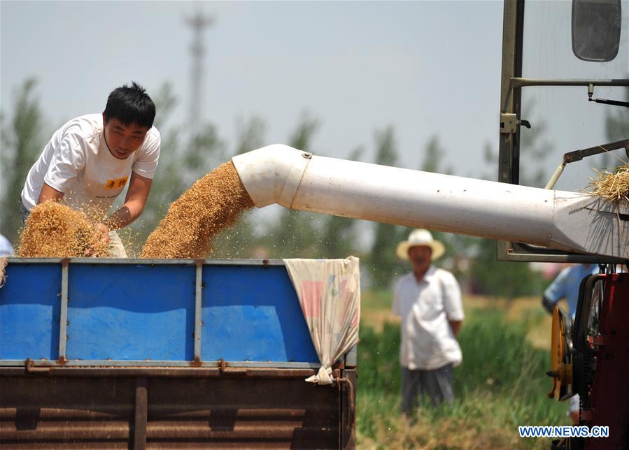 CHINA-HEBEI-CANGZHOU-WHEAT-HARVEST (CN)