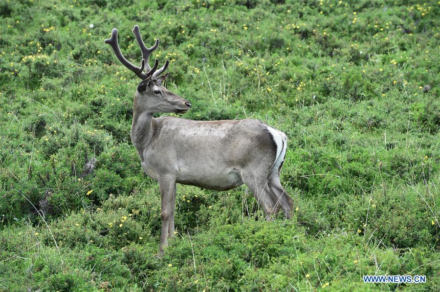 CHINA-GANSU-ZHANGYE-RED DEER (CN)