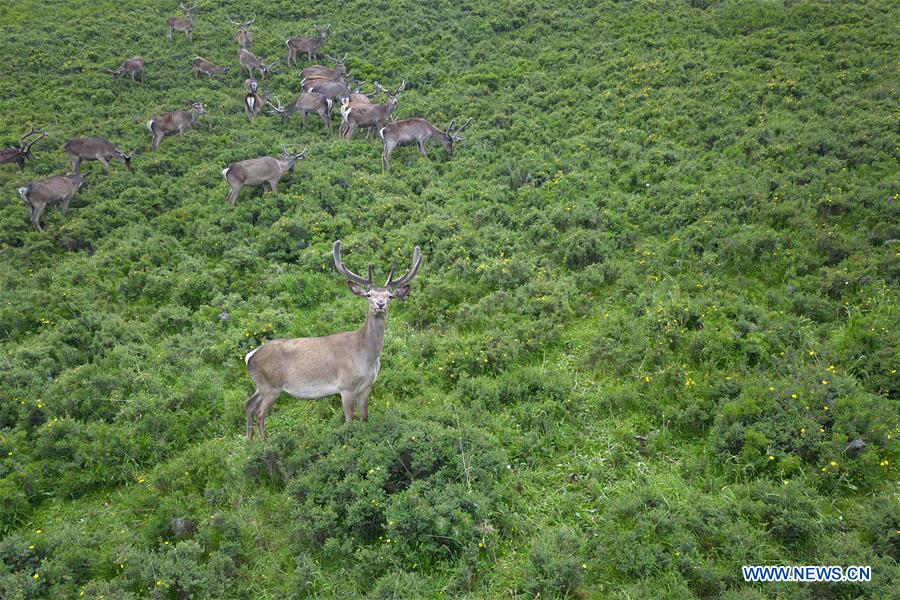 CHINA-GANSU-ZHANGYE-RED DEER (CN)