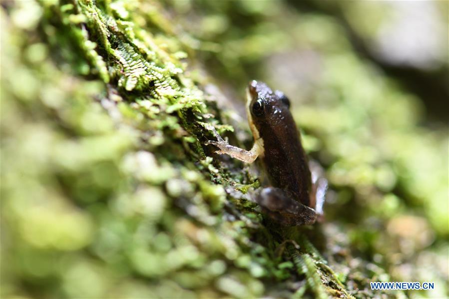 CHINA-FUJIAN-WUYISHAN-NATIONAL PARK-CREATURES (CN)