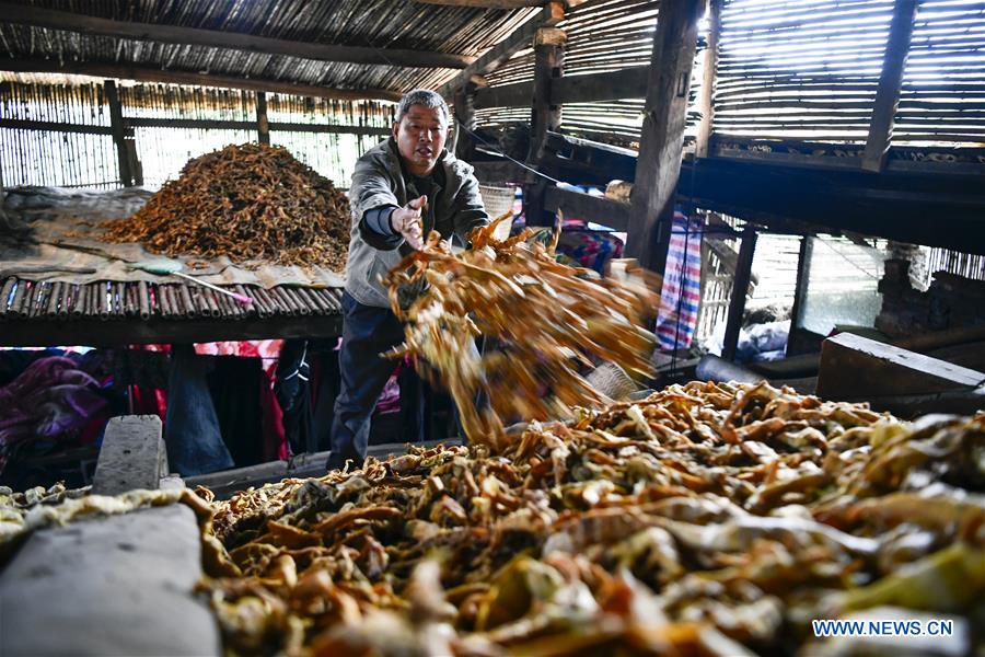 CHINA-CHONGQING-NANCHUAN-BAMBOO SHOOTS-COLLECTOR (CN)