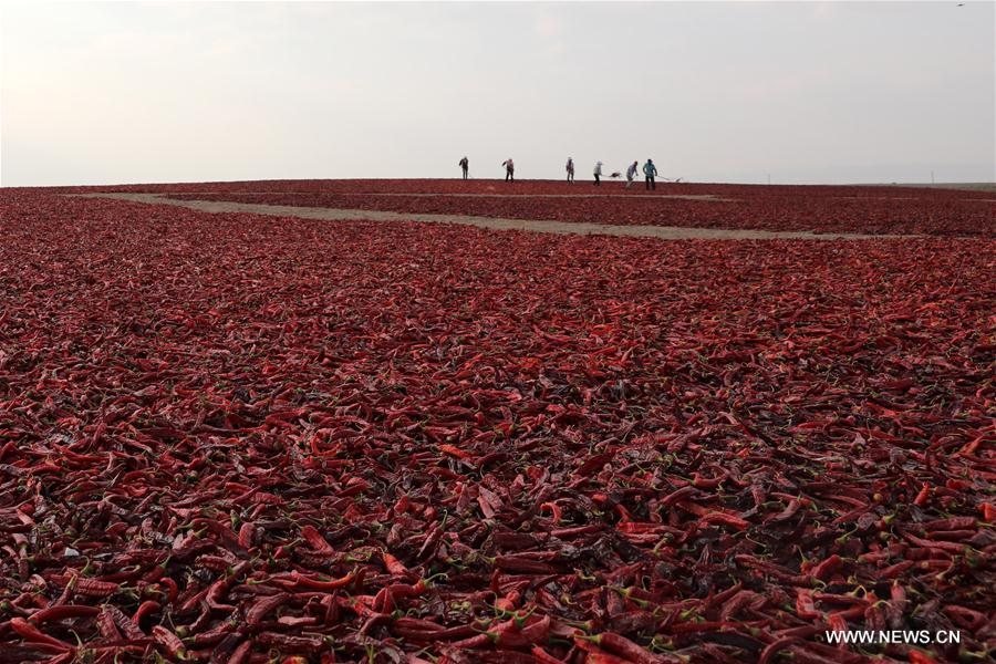 CHINA-GANSU-GAOTAI-RED PEPPER-HARVEST(CN)