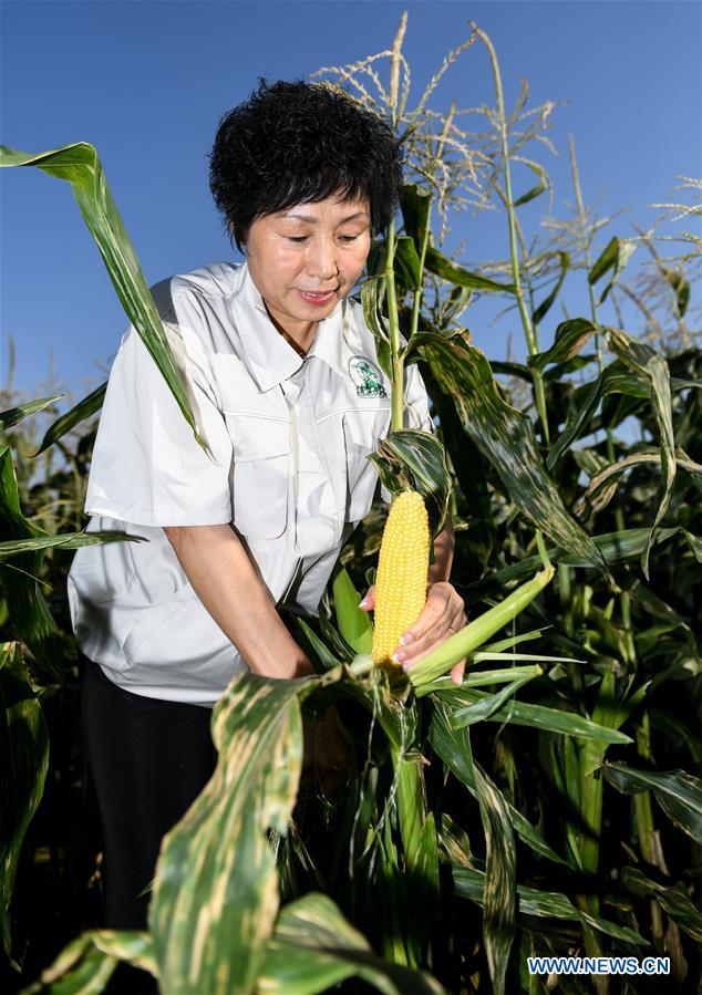 CHINA-JILIN-CORN-BUSINESS (CN)