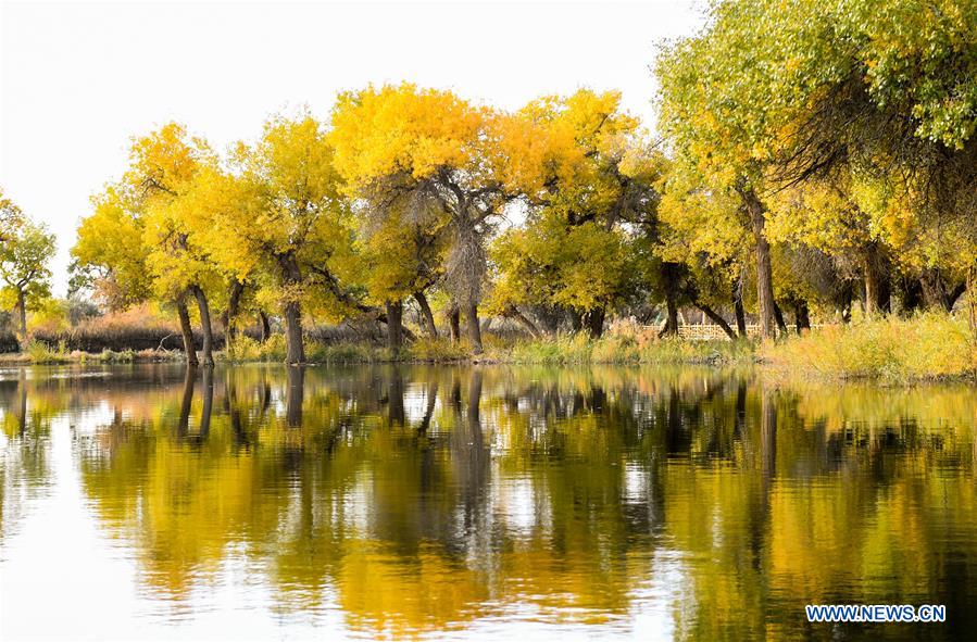 CHINA-INNER MONGOLIA-POPULUS EUPHRATICA-SCENERY (CN)