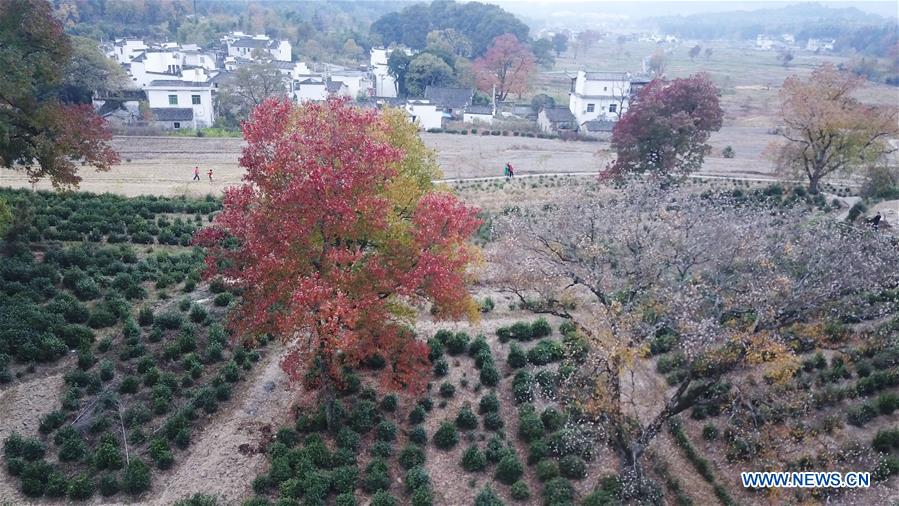 CHINA-ANHUI-TACHUAN-AUTUMN SCENERY (CN)