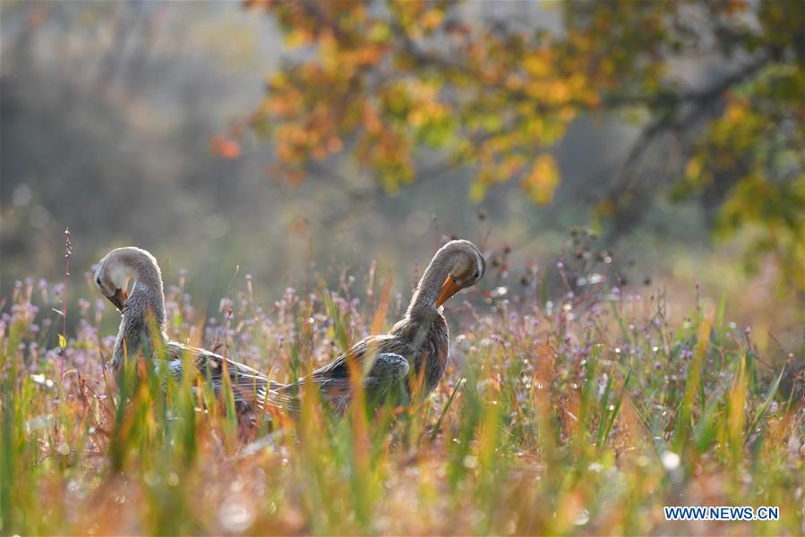 XINHUA PHOTOS OF THE DAY