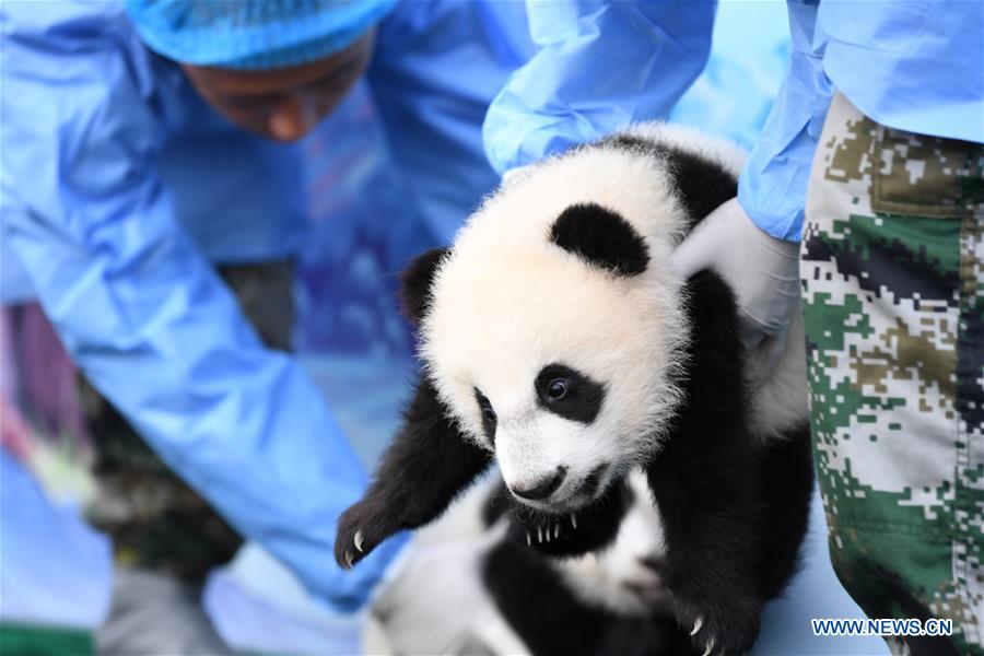 CHINA-SHAANXI-GIANT PANDA-FIRST APPEARANCE (CN)