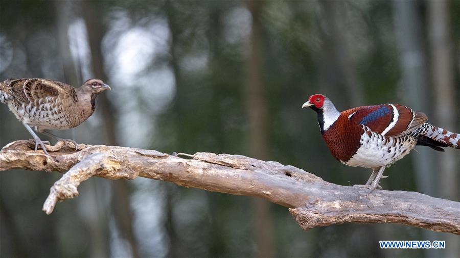 CHINA-FUJIAN-WINTER-BIRDS (CN)