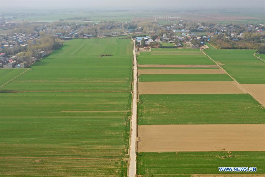 CHINA-HENAN-WINTER WHEAT-SCENERY (CN)