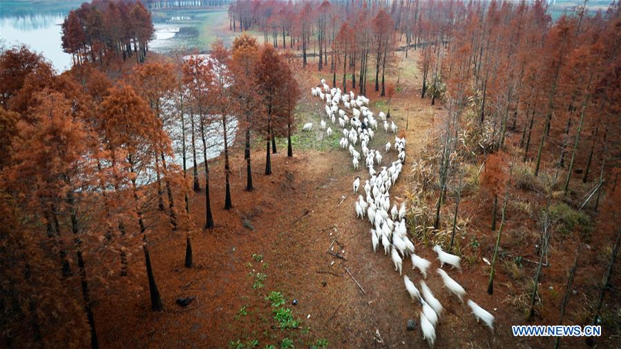 CHINA-JIANGSU-XUYI-CHINESE LARCH (CN)