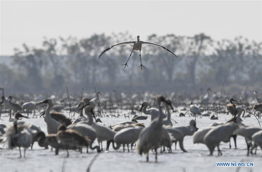 CHINA-JIANGXI-NANCHANG-WHITE CRANE (CN)