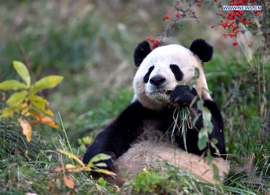 CHINA-SHAANXI-QINLING MOUNTAINS-BIO-DIVERSITY (CN)