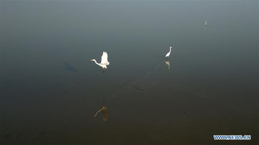 CHINA-ANHUI-SHENGJIN LAKE-MIGRANT BIRDS (CN)