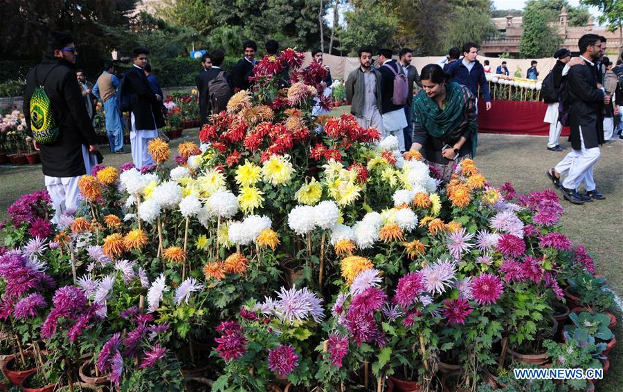 PAKISTAN-PESHAWAR-CHRYSANTHEMUM-SHOW