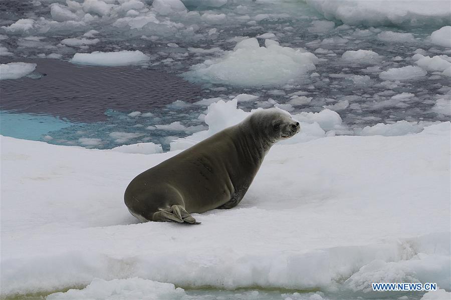 (EyesonSci)CHINA-XUELONG 2-ANTARCTIC EXPEDITION-SOUTHERN OCEAN-ANIMALS