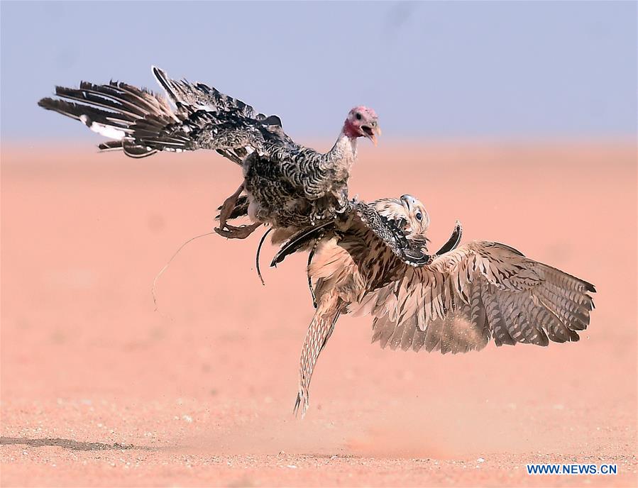 KUWAIT-JAHRA GOVERNORATE-FALCONS-HUNTING-SHOW