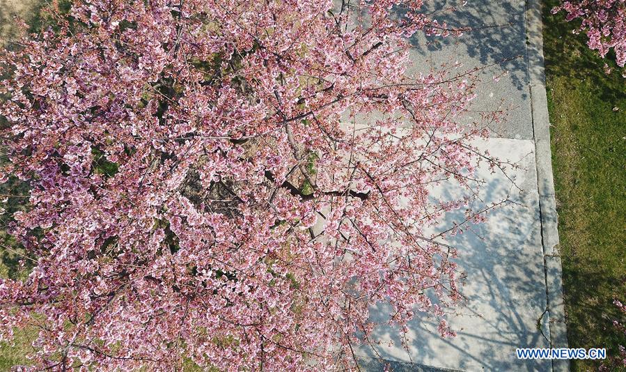 CHINA-SHANGHAI-CHERRY BLOSSOMS (CN)