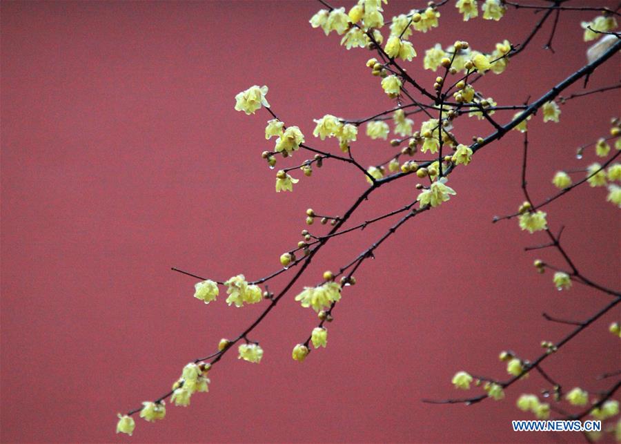 #CHINA-WINTERSWEET BLOSSOMS (CN)