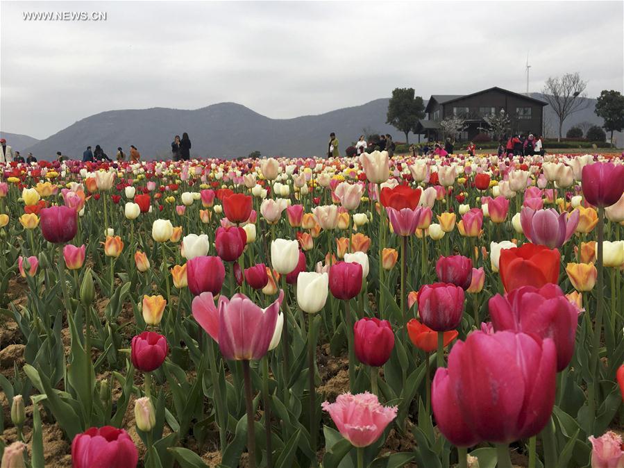 #CHINA-CHAOHU-TULIPS (CN)