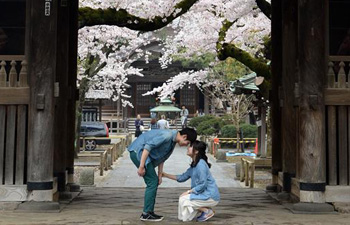 Cherry blossoms in full bloom in Tokyo, Japan