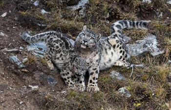 Snow leopards seen at Three-river-source National Park in China's Qinghai