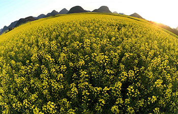 In pics: rape flowers in Luoping, China's Yunnan