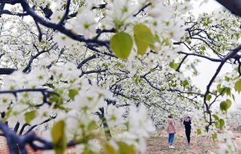 Pear blossoms and peach blossoms bloom in Shandong