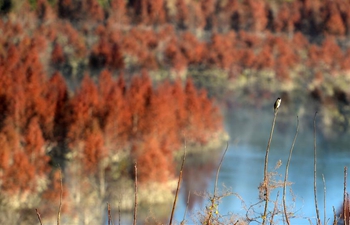 In pics: wetland of dawn redwood in Dianwei Village, SW China's Yunnan