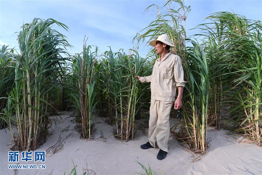 （不忘初心、牢记使命·图文互动）（3）拳拳寸草心 浓浓报国情——记“菌草之父”林占熺