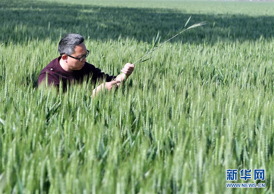 （在习近平新时代中国特色社会主义思想指引下——新时代新作为新篇章·习近平总书记关切事·图文互动）（5）新农事、新希望——夏收前田间新动态扫描