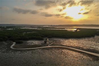 十年树木、红树成林——“海上森林”回归记