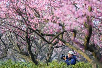 江苏南京：梅花绽放引客来