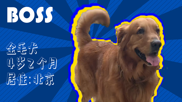 有效拴绳&科学遛狗——如何文明养犬？“捡屎官”们快看过来！